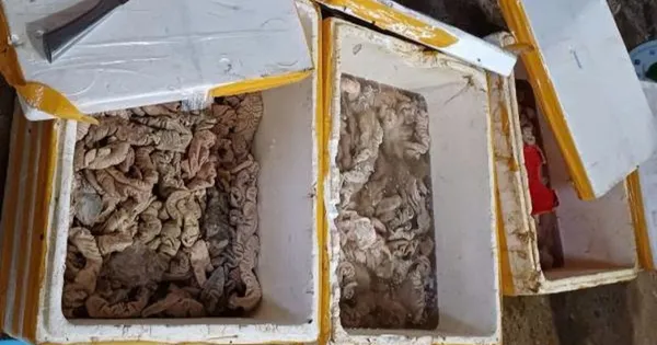 Kinh doanh hơn 3,4 tấn nội tạng động vật không rõ nguồn gốc bị phạt 126 triệu đồng