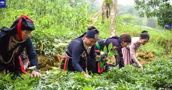 Tăng quyền năng kinh tế của phụ nữ dân tộc thiểu số để giảm nghèo bền vững