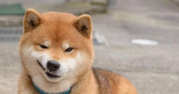 Ryuji, Chú Chó Có Điệu Cười Nhếch Mép Ngầu Nhất Trên Đời