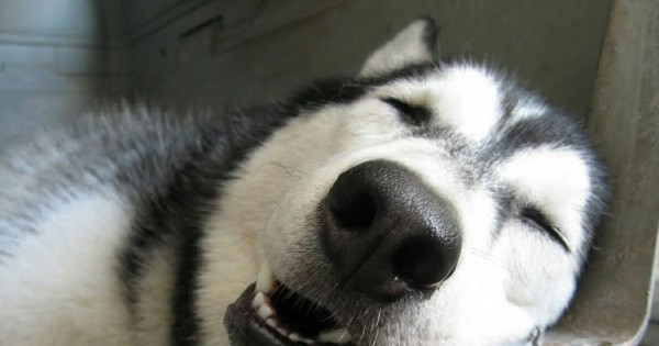 1000 Hình ảnh con chó ngáo siêu hài hước siêu đáng yêu