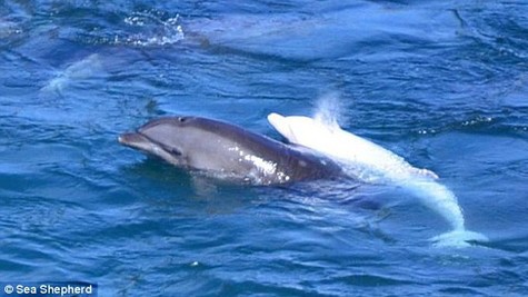 Cá heo tự sát vì mất con Cá heo mẹ tự sát sau khi bị tách khỏi đứa con. Ảnh: SEA SHEPHERD.