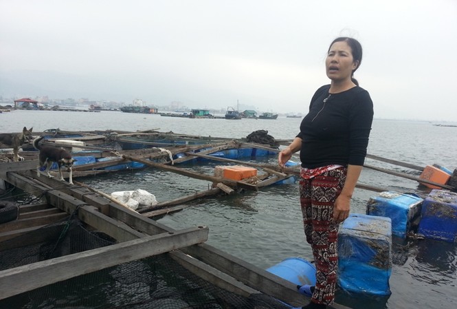 Làng chài không Tết trên vịnh Bái Tử Long Chị Ngô Thị Hằng bên những bè nuôi cá bán dịp Tết giờ chống trơn.