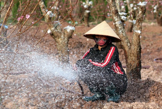 Dự thi ảnh: Xuân về trên vườn đào Tết Dự thi ảnh: Xuân về trên vườn đào Tết