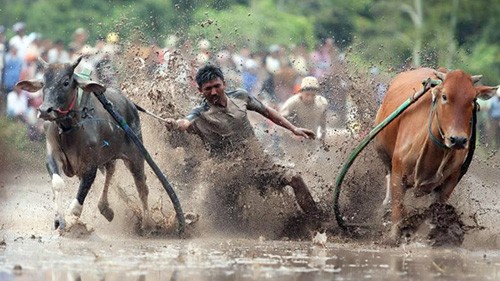 Độc đáo đua bò Bảy Núi Lễ hội Đua bò Bảy Núi vô cùng náo nhiệt và hấp dẫn ở An Giang (Ảnh: An ninh thủ đô)