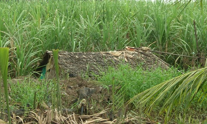 Cãi nhau trong bữa ăn, chồng dùng nồi cơm đánh chết vợ Bữa cơm vợ chồng ở căn chòi trên rẫy bỗng chốc hóa thành thảm kịch. Ảnh minh họa.