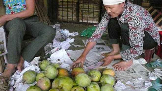 Nhập nhèm xoài, măng cụt Trung Quốc Nhập nhèm xoài, măng cụt Trung Quốc