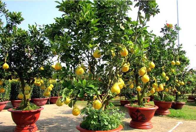 Bưởi Diễn giá hơn chục triệu đồng, cháy hàng chợ Tết Đà Nẵng Bưởi Diễn được xem là hàng hiếm trong chợ xuân Đà Nẵng năm nay với số lượng chỉ khoảng 20 gốc nhưng đã cháy hàng chỉ sau vài ngày trưng bán.