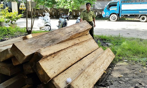 Thu giữ lượng lớn gỗ chò lậu “hạ sơn” Tiến hành kiểm đếm lô gỗ lậu để giao cơ quan kiểm lâm xử lý theo quy định. Ảnh: T. Bình.