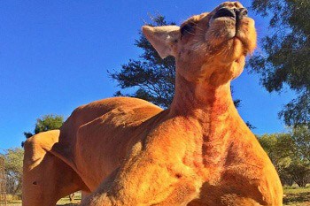 Kangaroo cơ bắp nhất thế giới Roger với những cơ bắp cuồn cuộn. Ảnh: Facebook