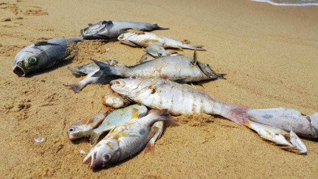 Đã dần sáng tỏ nguyên nhân cá chết Theo Bộ Khoa học và Công nghệ, sẽ khu trú tập trung vào hai nhóm nguyên nhân chính là độc tố học và tảo độc để làm rõ vụ cá chết. Ảnh minh họa