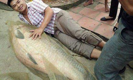 Cá trắm 52 kg bắt ở hồ Núi Cốc đã bán 26 triệu đồng Con cá trắm nặng 52 kg bắt ở hồ Núi Cốc. Ảnh facebook.