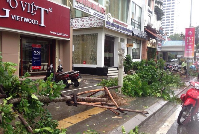 Hàng loạt cây xanh mới trồng bị bão quật đổ trên phố Hà Nội Hàng loạt cây lát hoa mới trồng thay thế gỗ mỡ bị gãy đổ la liệt lên vỉa hè, lòng đường Nguyễn Chí Thanh.