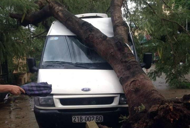 Dông lốc gây sập, tốc mái nhiều ngôi nhà ở Yên Bái Cây đổ đè lên ô tô. Ảnh: CTV.