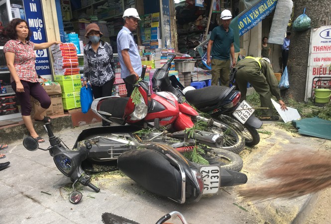 Thoát chết khi cây cổ thụ đổ trúng cửa nhà Hiện trường vụ việc. Ảnh: Thanh Hà.