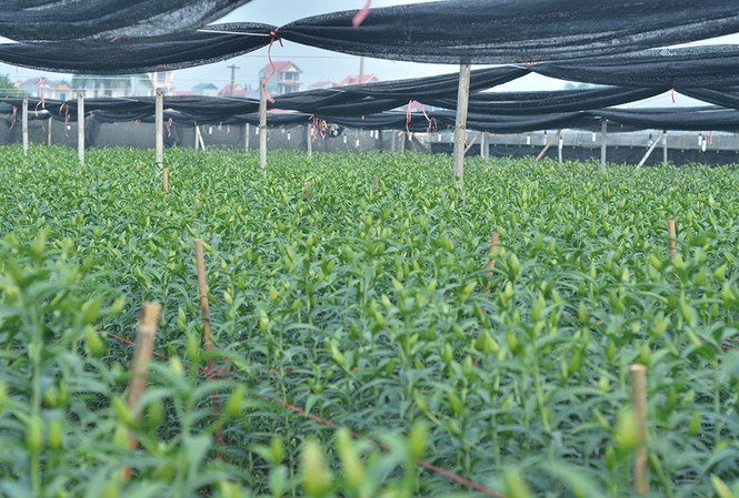 Các chủ vựa hoa lớn nhất nhì Hà Nội khóc vì hoa ly nở muộn Ghi nhận của PV, ngày 9/2 (tức 24 tháng Chạp) nhiều vườn hoa ly ở Tây Tựu có nụ rất bé có khả năng nở muộn dịp Tết.