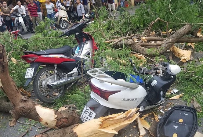 Cây lại gãy đổ đè hai xe máy trên phố Hà Nội Hiện trường vụ việc.