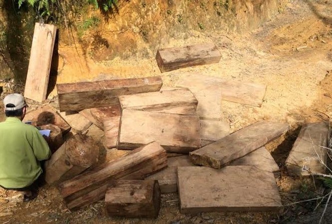 Quảng Nam: Phát hiện thêm 60 phách pơ mu dưới một con suối Quảng Nam: Phát hiện thêm 60 phách pơ mu dưới một con suối