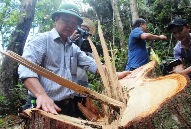 Lãnh đạo Quảng Nam luồn rừng cận cảnh Pơ mu bị tàn phá Phó chủ tịch UBND tỉnh Quảng Nam bên gốc Pơmu hàng trăm tuổi bị đốn hạ. Ảnh: Hoài Văn.