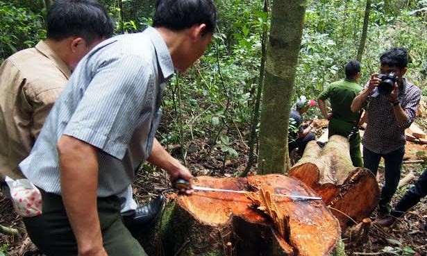 Lâm tặc xịt hơi cay kiểm lâm khi bị bắt quả tang phá rừng Lâm tặc xịt hơi cay kiểm lâm khi bị bắt quả tang phá rừng