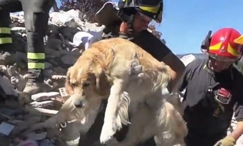 Chú chó sống sót sau 9 ngày mắc kẹt vì động đất ở Italy Chú chó Romeo được giải cứu sau 9 ngày mắc kẹt vì động đất ở Italy. Ảnh: AFP.