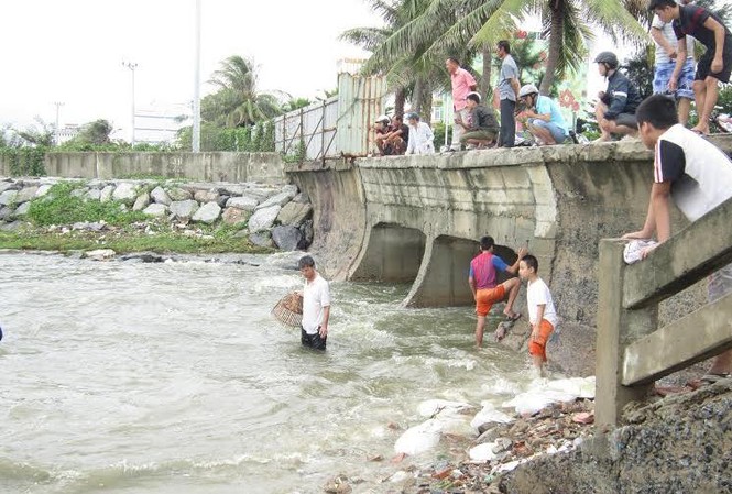 Dân Đà Nẵng đổ xô ra bờ biển bắt cá nước ngọt sau bão Cá nước ngọt gặp nước biển cay mắt nên người dân chỉ cần cầm nơm đứng chực ở miệng cống là có thể bắt được. Ảnh: Thanh Trần.