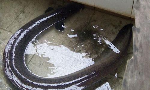 Dân làng chài bắt được cá lệch khủng trên sông Lam Dân làng chài bắt được cá lệch khủng trên sông Lam