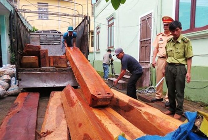 Lật vỏ lon bia phát hiện hàng đống gỗ dạ chồn lậu Kiểm tra, bàn giao toàn bộ lô gỗ lậu cho kiểm lâm xử lý theo quy định.