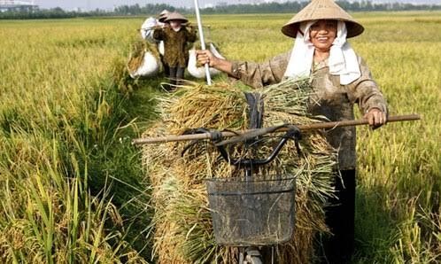 6,7 triệu bảng Anh cho nghiên cứu lúa gạo bền vững Lúa gạo chiếm 20% lượng tiêu thụ lương thực trên thế giới trong khi lúa mì chiếm 19% và ngũ cốc là 5%. Ảnh : Hồng Vĩnh.
