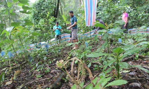 Vụ trộm hơn 500 gốc sâm quý: Bắt thêm hai nghi can Sâm Ngọc Linh của người dân huyện Nam Trà My trồng.