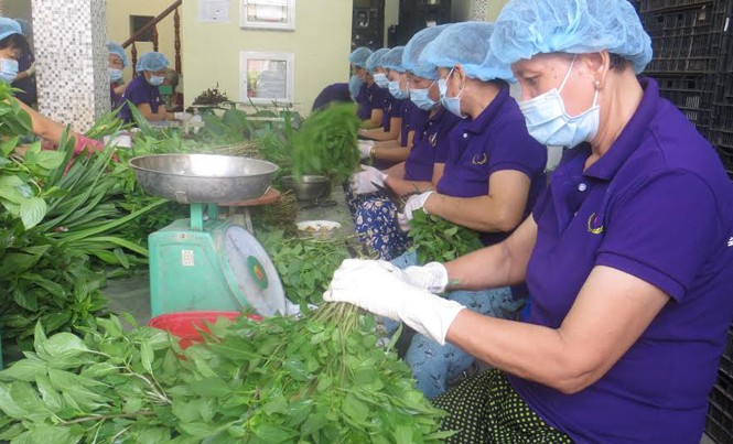Long An cam kết cung cấp thực phẩm sạch cho TPHCM HTX rau sạch Phước Thịnh tham gia chuỗi cung ứng thực phẩm sạch cho TPHCM.