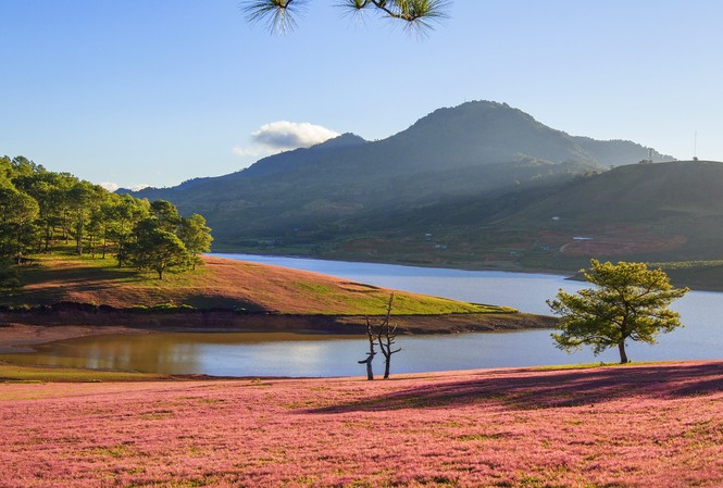 Mãn nhãn với “Đà lạt - Thảo nguyên cỏ hồng” dịp lễ 2/9 Đồi cỏ hồng đẹp như tranh ở Đà Lạt.