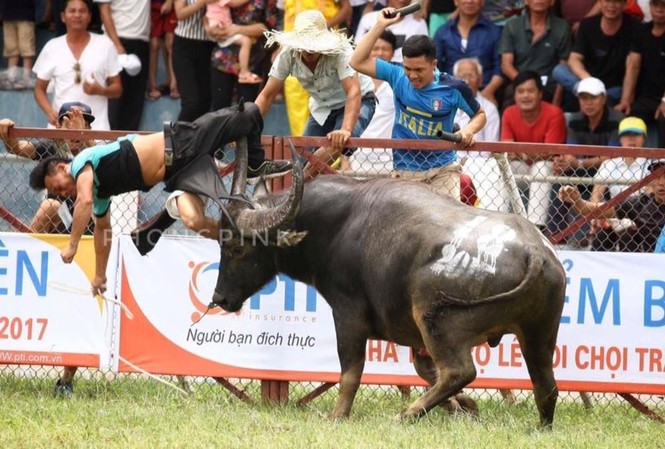 'Dừng chọi trâu Đồ Sơn, có cháu thiếu nhi ôm mặt khóc' 'Dừng chọi trâu Đồ Sơn, có cháu thiếu nhi ôm mặt khóc'