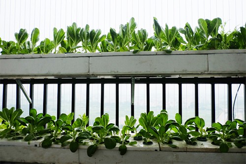 Chủ nhà Hà Nội bỏ tiền thuê vứt chậu trồng rau sau một năm Nếu không có kinh nghiệm, bạn không nên trồng rau ở những nơi nhỏ hẹp như ban công. Ảnh minh họa: HL.