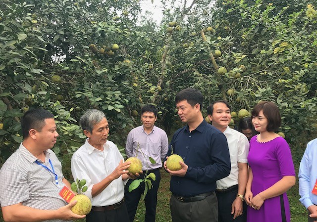 Xã nghèo vùng cao Yên Bái làm giầu nhờ 'bưởi tiến Vua' Lãnh đạo huyện Yên Bình thường xuyên xuống xã thăm hỏi và động viên người dân trồng bưởi