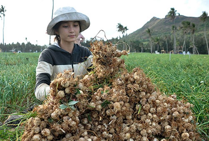 Nhà khoa học cảnh báo tỏi Lý Sơn bị tỏi voi Nhật Bản 'bóp chết' Nhà khoa học cảnh báo tỏi Lý Sơn bị tỏi voi Nhật Bản 'bóp chết'