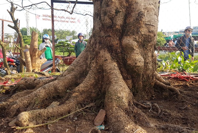 Cây mai 'khủng' gần 100 tuổi có giá tiền tỷ ở Cần Thơ Đường kính gốc mai trên 30cm, bề hoành 110 cm, với đường kính tán mai lên đến 6m và cao khoảng 6m