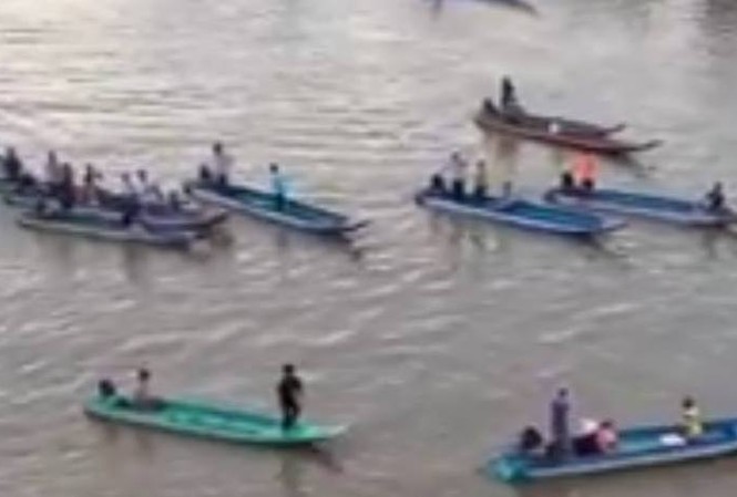 Cà Mau: Cá heo xuất hiện trên sông Bảy Háp Người dân dùng vỏ máy theo con cá heo