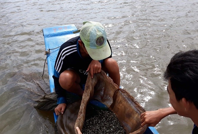 Đảm bảo môi trường sinh thái, cá linh chỉ được khai thác sau 31/8 Người dân ở đầu nguồn bắt đầu khai thác ồ ạt cá linh non.