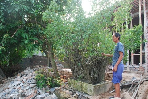 Chuyện lạ ở Thái Bình: 'Cụ cây' chục tỉ vạ vật bờ ao Ông Hồng bên cây sanh quý.