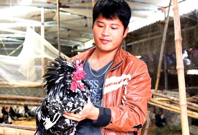 Chàng trai bỏ bạc tỷ, quên mứt tết lúi húi bên chuồng gà Quý phi Gà Quý phi có mào đẹp tựa như chiếc vương miện. (Ảnh: Thanh Tâm/Vietnam+)