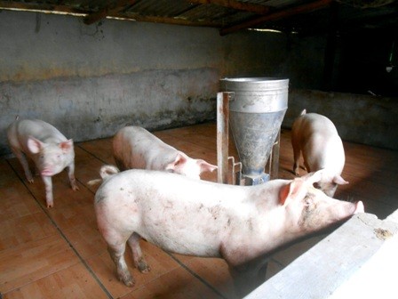 Kiếm hàng trăm triệu đồng/năm nhờ nuôi lợn trên nền gạch men Heo được nuôi trong chuồng lát gạch men