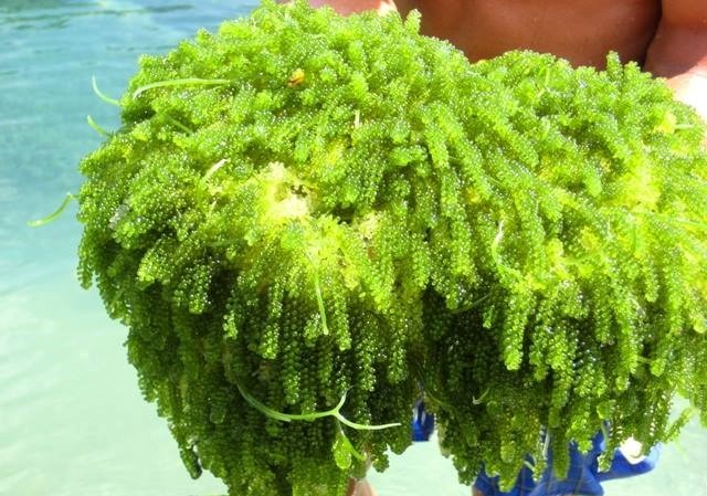 Được săn đón, rong nho miền Nam đi máy bay ra Hà Nội Có giá đắt đỏ, rong nho vẫn được nhiều người tiêu dùng săn đón.