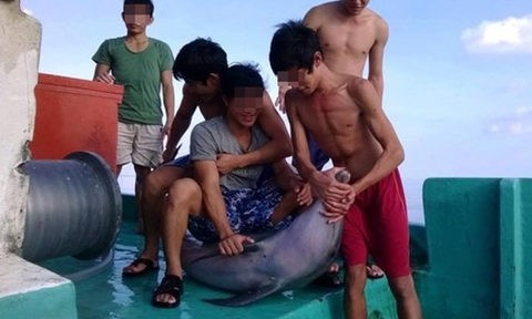 Ngư dân trẻ sát hại cá heo có thể bị phạt đến 100 triệu đồng Nhóm ngư dân đánh bắt cá heo trên vùng biển Phú Quốc - Ảnh: FB Người Phú Quốc