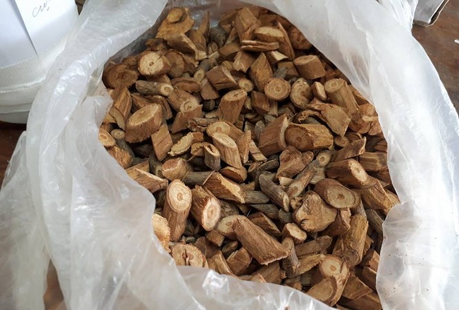 Có gì trong chai rượu khiến 3 người chết tại Nghệ An? Số rễ, thân cây được ông Đi lấy trong rừng về ngâm rượu.