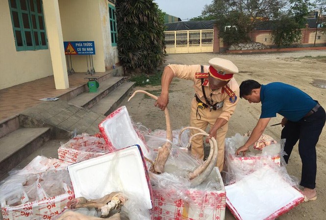 CSGT bắt giữ hàng tấn thịt, nội tạng thối CSGT bắt giữ hàng tấn thịt, nội tạng thối