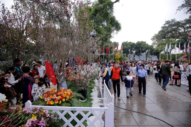Kéo dài Lễ hội hoa anh đào ở Hồ Gươm thêm một ngày Hoa anh đào that trưng bày trong không gian tượng đài Lý Thái Tổ