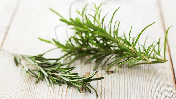 Cây hương thảo: Nhiều lợi ích 'vàng' với sức khỏe Cây hương thảo: Nhiều lợi ích 'vàng' với sức khỏe