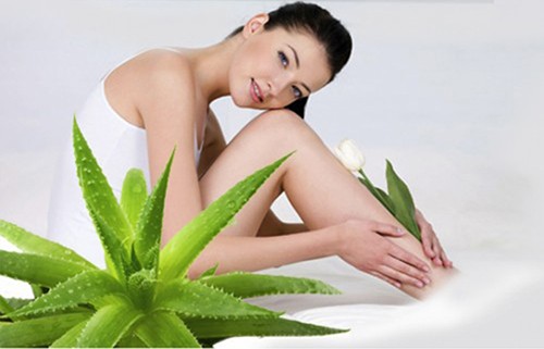 Những lợi ích bất ngờ từ cây lô hội Những lợi ích bất ngờ từ cây lô hội
