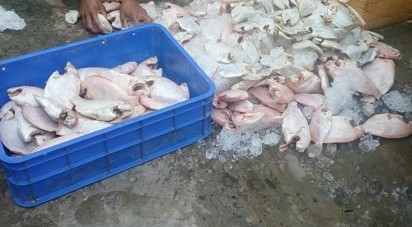 Hãi hùng gần 1 tấn cá thối chuẩn bị 'phục vụ' công nhân Cá điêu hồng thối chuẩn bị chế biến phục vụ công nhân.