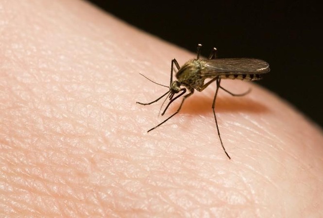Thí điểm thả muỗi Wolbachia trên diện rộng để diệt muỗi sốt xuất huyết Ảnh minh họa